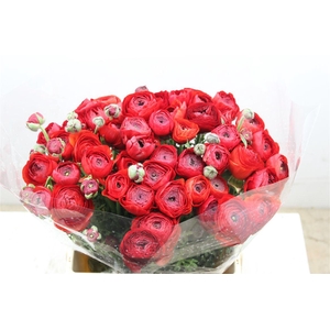 Ran Cloni Ex Valentino Red