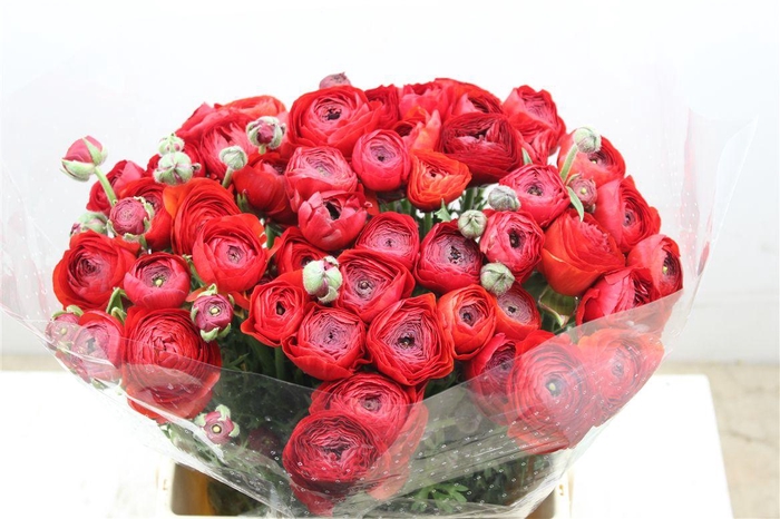 <h4>Ran Cloni Ex Valentino Red</h4>