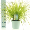 Pennisetum alopecuroides 'Hameln Gold'