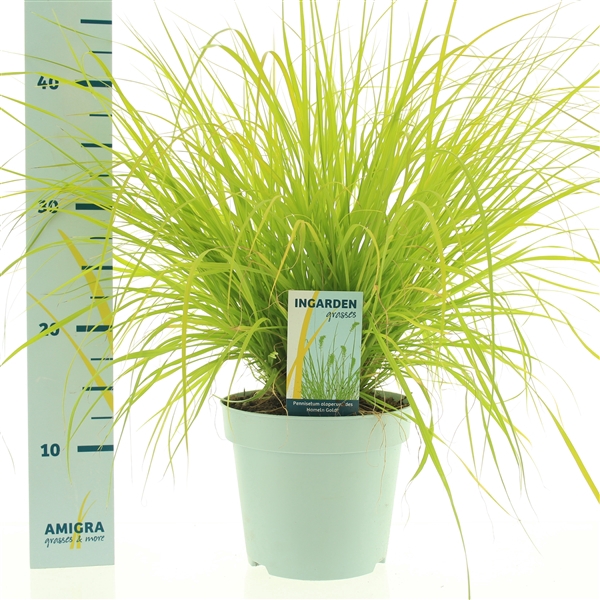 <h4>Pennisetum alopecuroides 'Hameln Gold'</h4>