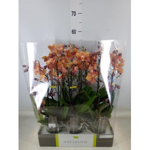 Phalaenopsis multi.   ...orange