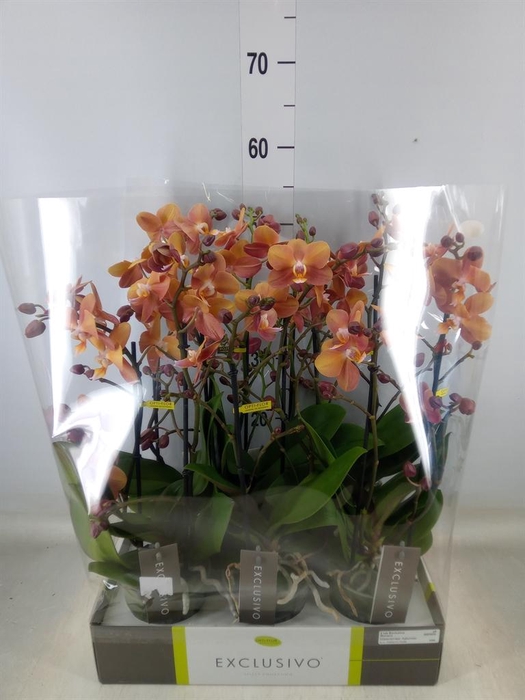 <h4>Phalaenopsis multi.   ...orange</h4>