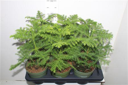 <h4>Arau Heterophyl</h4>