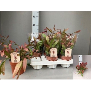 RHIPSALIS OV
