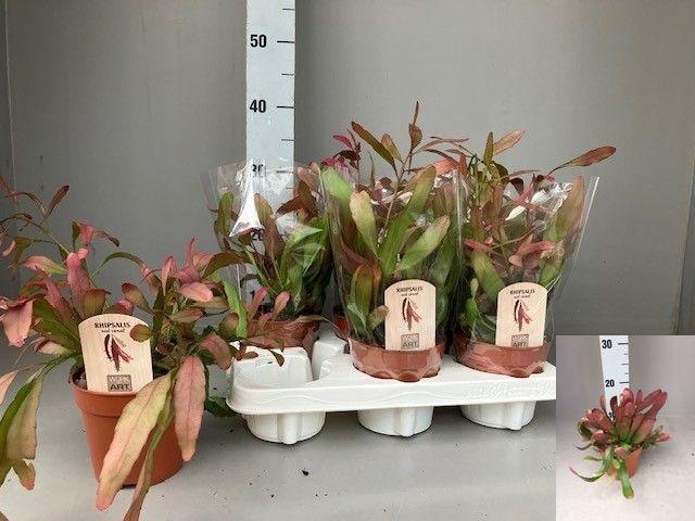 <h4>RHIPSALIS OV</h4>