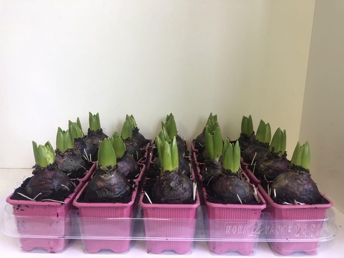 <h4>7 cm Hyacint Pink Pearl zonder etiket</h4>