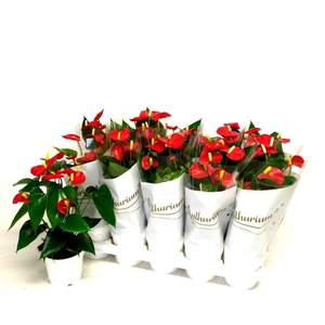 Anthurium Red Champion 12Ø 40cm 5fl