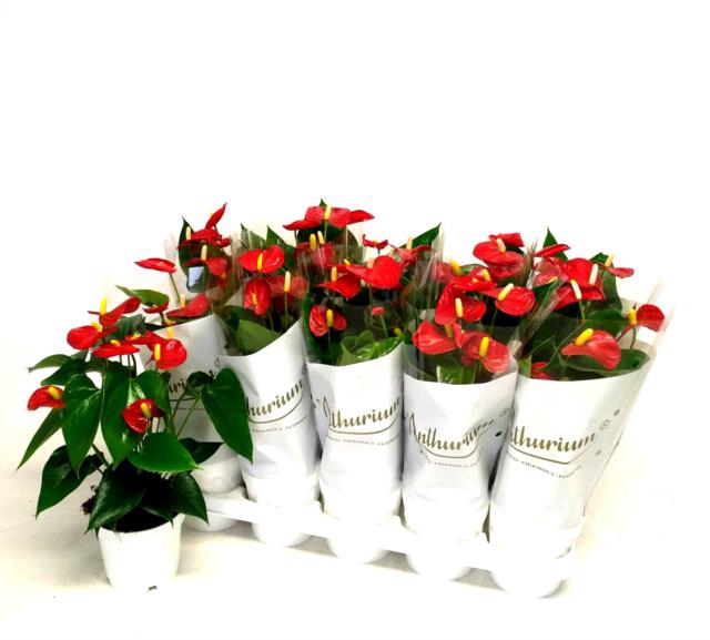 Anthurium Red Champion 12Ø 40cm 5fl