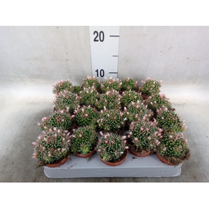 Mammillaria