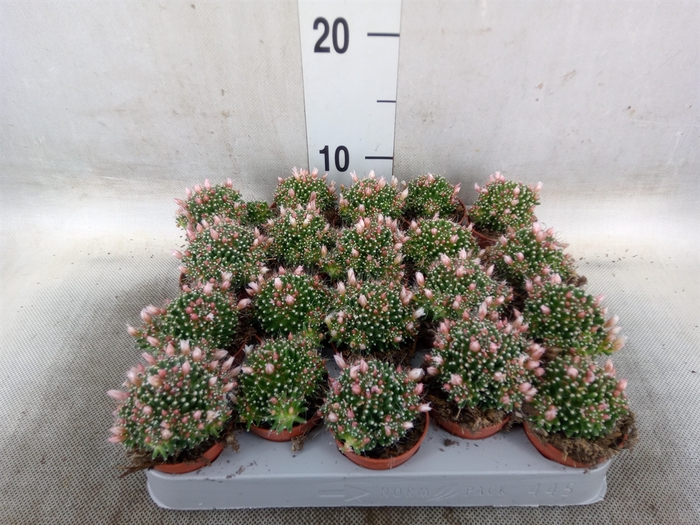<h4>Mammillaria</h4>