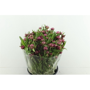 Helichrysum Purple