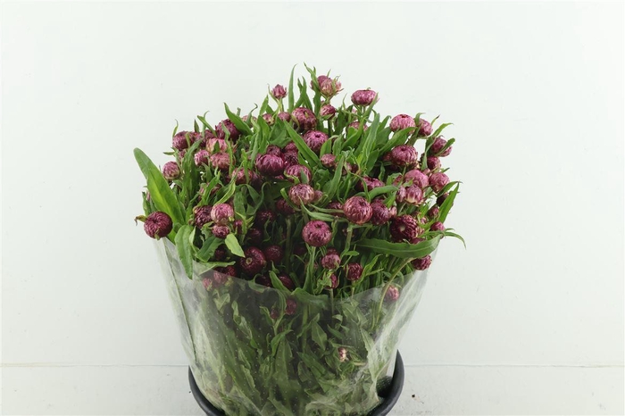 <h4>Helichrysum Purple</h4>