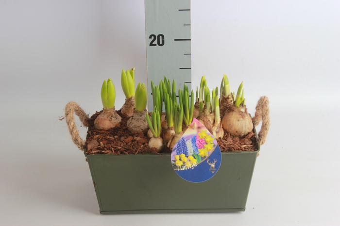 <h4>ARR BOL KNOLGEWAS</h4>