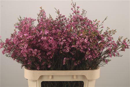 <h4>Chamelaucium Purple Pride</h4>