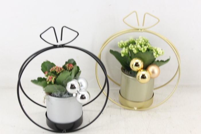 <h4>arr2 PL - Zink boog met strik mix x6 - rood/wit</h4>