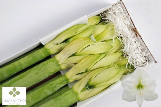 <h4>HIPP GA MONT BLANC</h4>