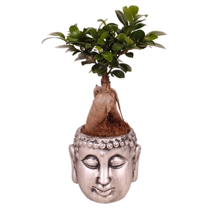 Ficus Mi Ginseng Keramiek Chinese Silver Buddha