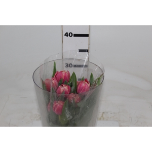 TULIPA DOBRADA BICOLOR VARIADO COM BULBO
