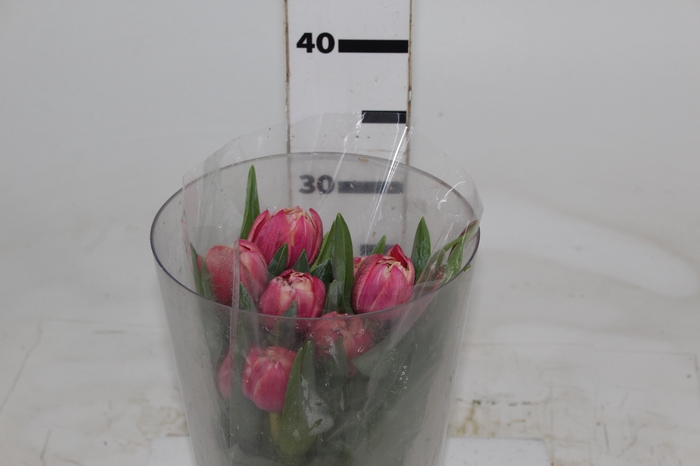 <h4>TULIPA DOBRADA BICOLOR VARIADO COM BULBO</h4>