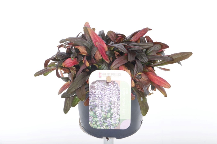 <h4>Ajuga reptans Chocolate Chips</h4>