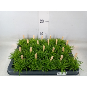 Senecio archeri 'Himalaya'