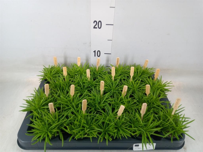 <h4>Senecio archeri 'Himalaya'</h4>