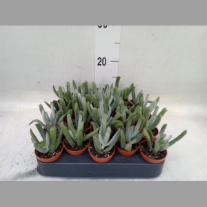 Cotyledon  'Octopus'