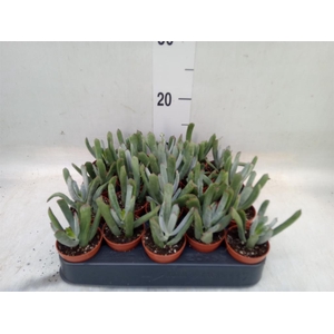 Cotyledon  'Octopus'
