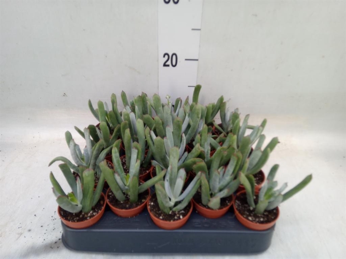 <h4>Cotyledon  'Octopus'</h4>