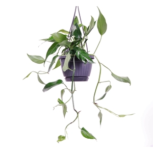 Epipremnum pinnatum 'Blue Form'