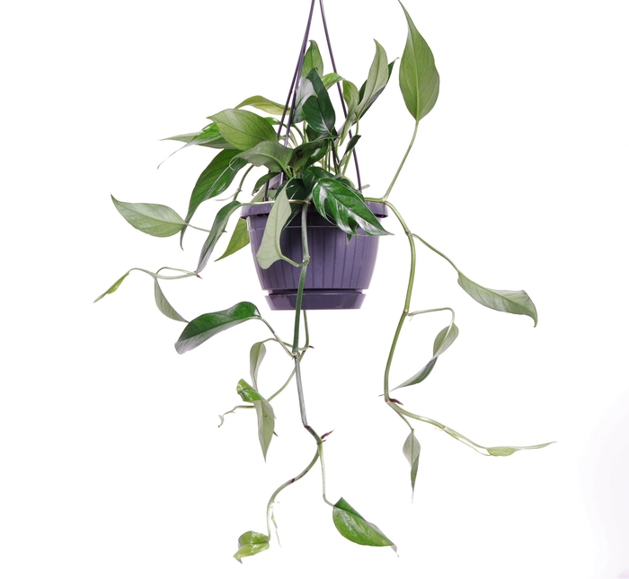 Epipremnum pinnatum 'Blue Form'