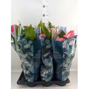 Anthurium  'Karma Pink'