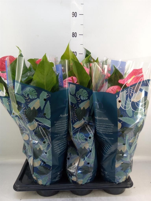 <h4>Anthurium  'Karma Pink'</h4>