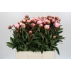 Paeonia Sarah Bernhardt Ongeplozen