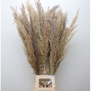 Cortaderia Dried (x5 Stems P Bunch )