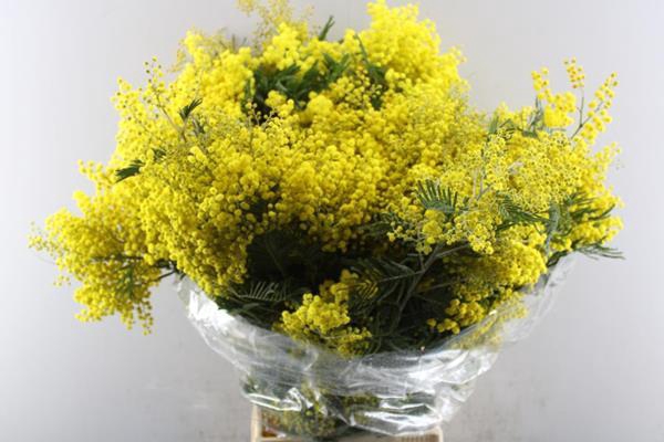 <h4>Acacia (mimosa) L80/400g</h4>