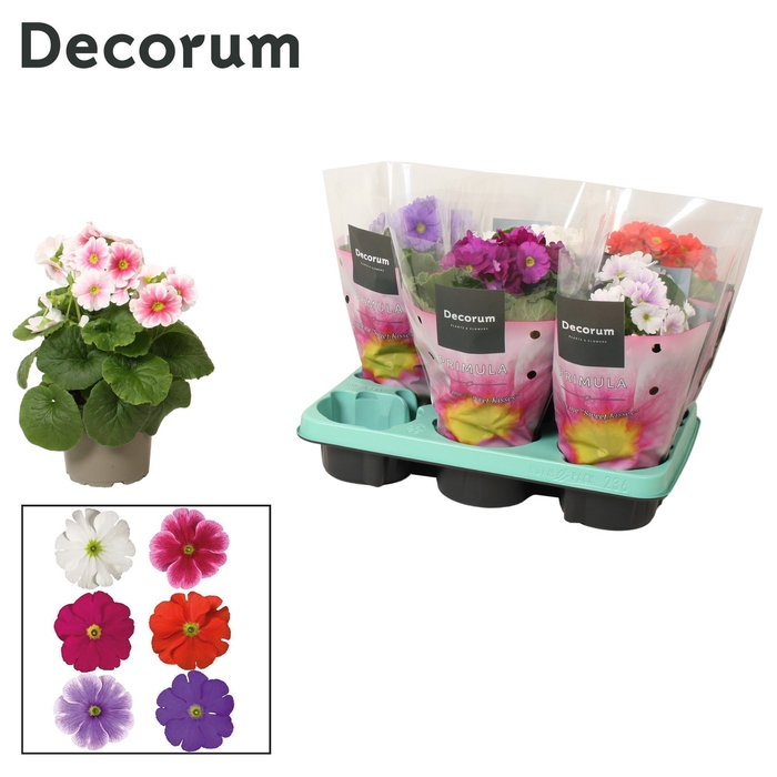 <h4>Primula 'Touch Me' mix | Decorum</h4>