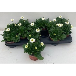 BELLIS P KL SP PL WH