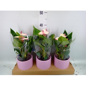 Anthurium andr. 'Lipa Pink Mini'