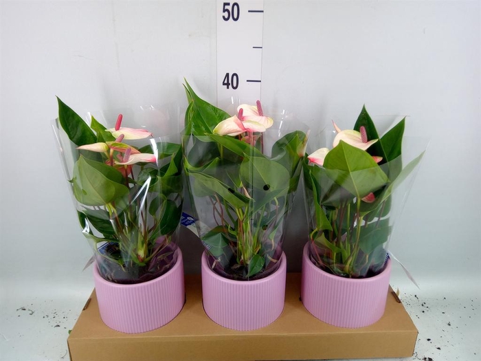 <h4>Anthurium andr. 'Lipa Pink Mini'</h4>