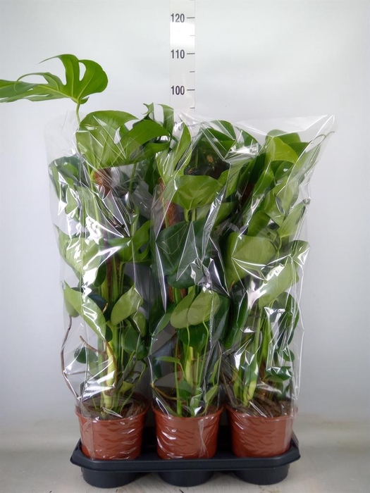 <h4>Monstera delic.</h4>