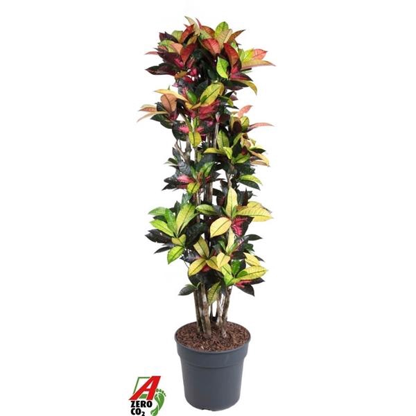 <h4>Codiaeum variegatum kleinbladig 'Mrs Iceton'</h4>