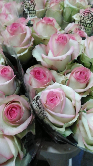 <h4>R GR BLOOSZ</h4>