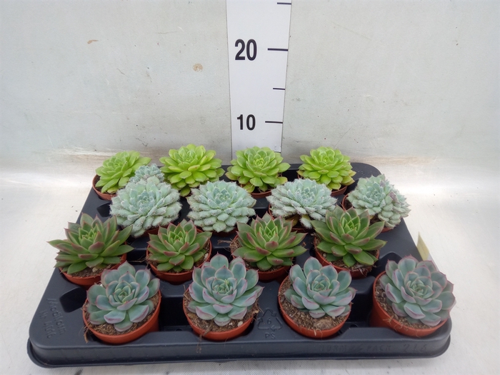 <h4>Echeveria   ...mix</h4>