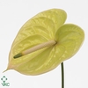 Anthurium marysia