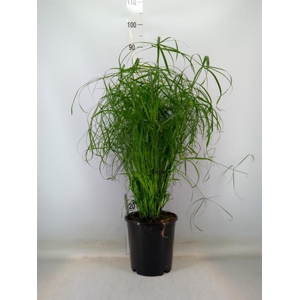 Cyperus alternifolius