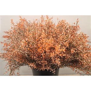 Ginster. Orange Per Bunch