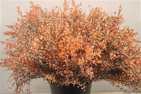 <h4>Ginster. Orange Per Bunch</h4>