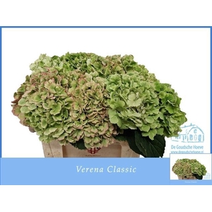 HYDR M CH VERENA CL