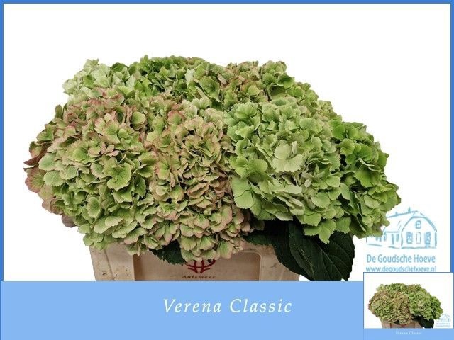<h4>HYDR M CH VERENA CL</h4>